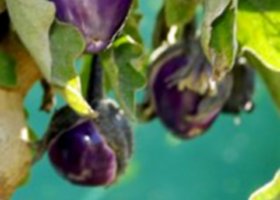 Exotic Plants